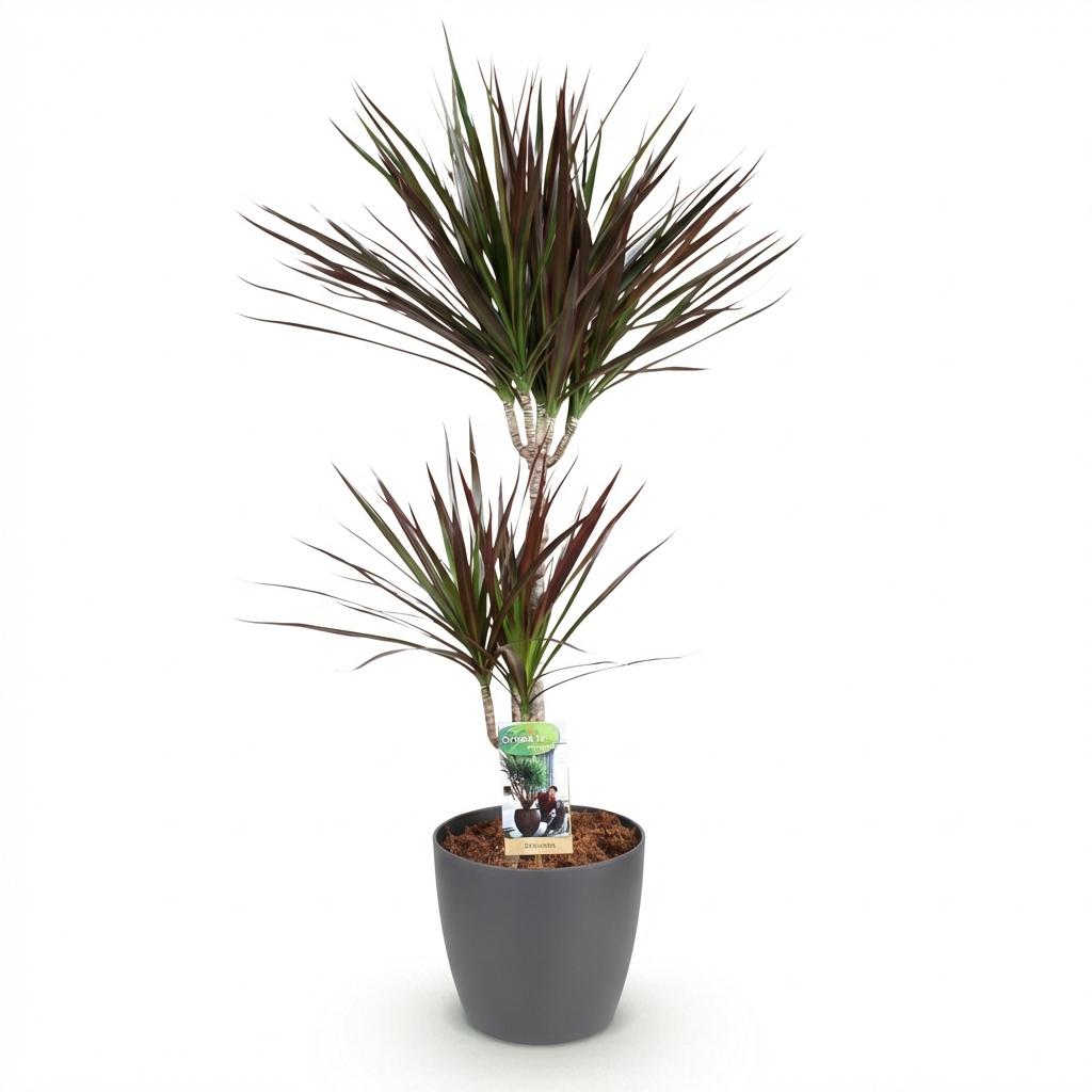 Dracaena Magenta Drachenblutbaum Pflanze mit grauem Topf Ø21cm Höhe 90-100cm Pflegeleichte große Grünpflanze mit roten Akzenten für Zimmer & Büro