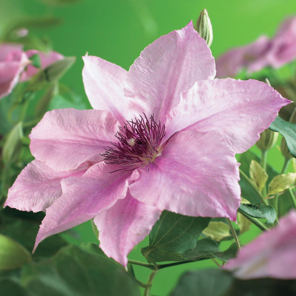 Kletterpflanze Clematis Pink Fantasy – Rosa Blüten – Wenig Pflege – 2 Pflanzen – 11cm Höhe 40cm – Für Garten, Terrasse & Pergolen – Plant