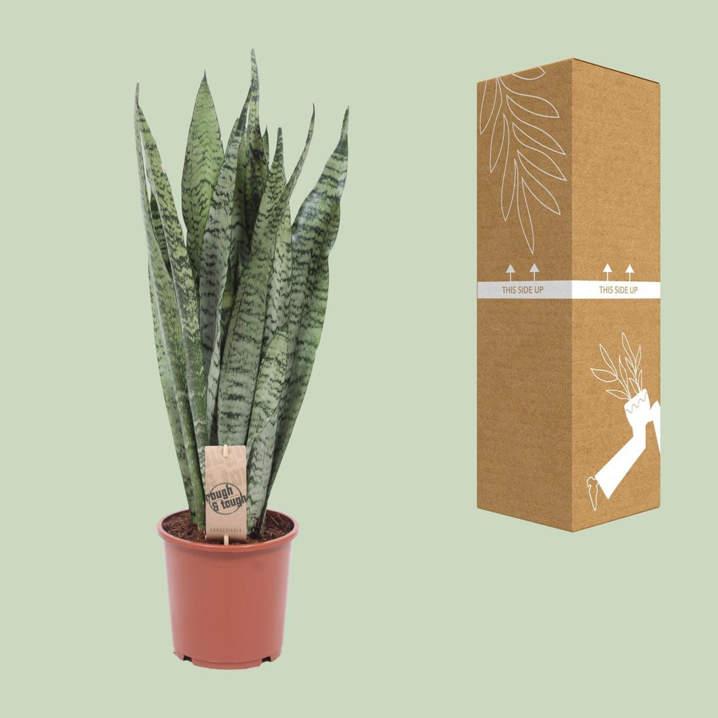 Bogenhanf Sansevieria Zeylanica – 70cm Ø17cm – Pflegeleichte Schwiegermutterzunge mit schlanken Blättern – Robuste Grünpflanze – Plant