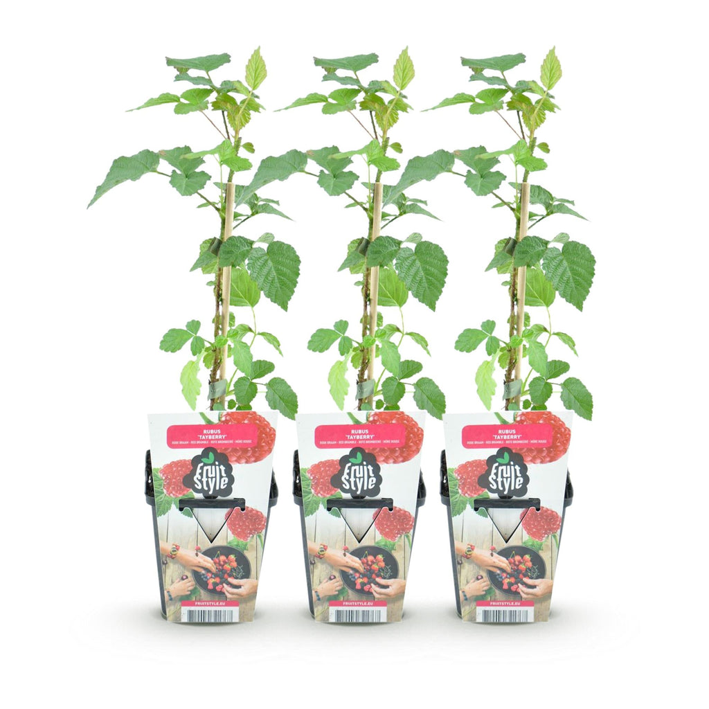 Tayberre Rubus Tayberry winterhart 3 Pflanzen Ø9cm Höhe 30cm – Kreuzung aus Himbeere & Brombeere – Rote Beeren für Garten & Balkon