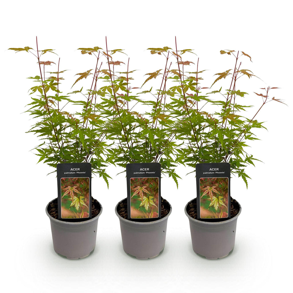 Acer palmatum Phoenix – 3 Pflanzen – 12cm – Höhe ca. 35cm – Laubabwerfender Japanischer Ahorn mit rosa Frühlingsflor & rot – grünem Laub