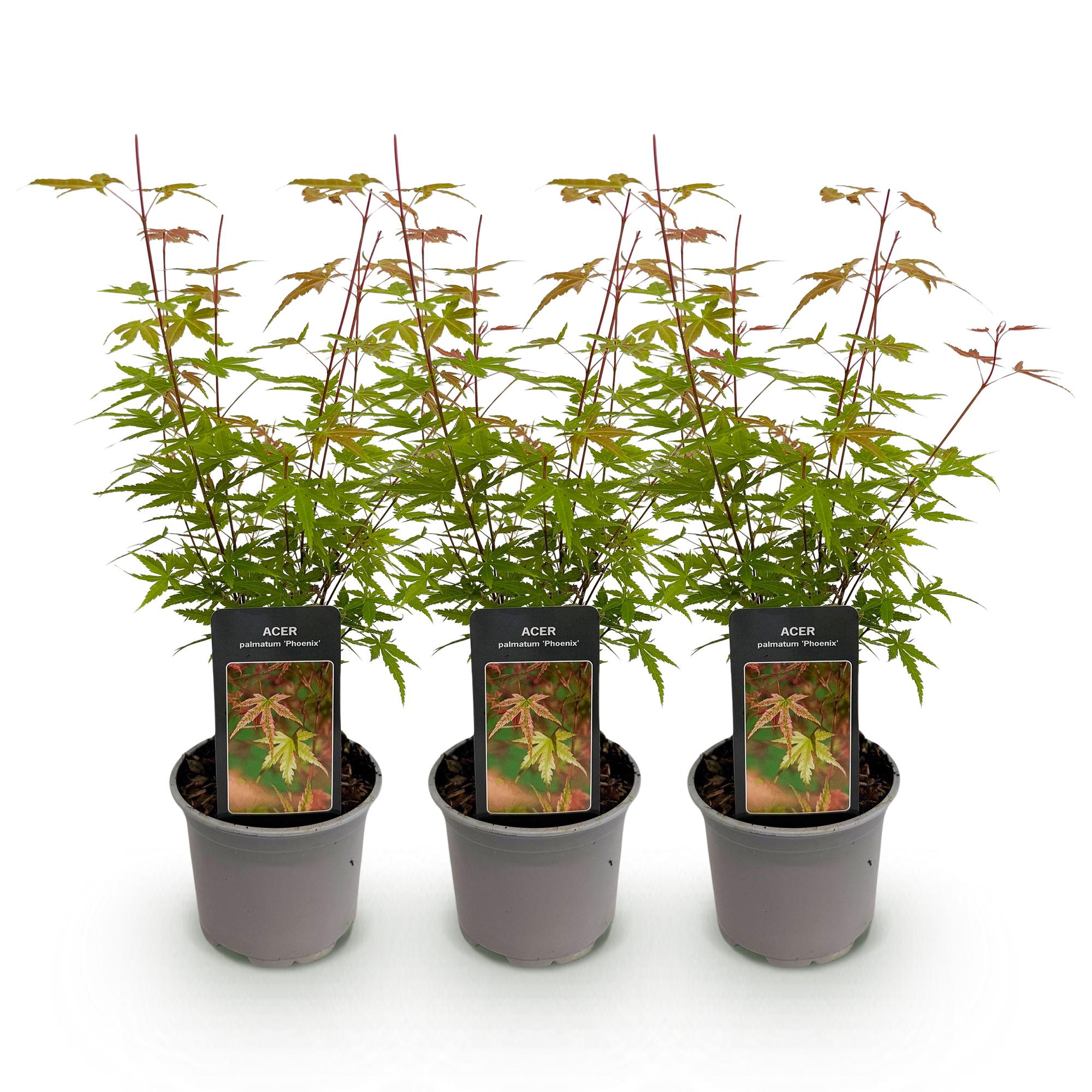 Acer palmatum Phoenix – 3 Pflanzen – 12cm – Höhe ca. 35cm – Laubabwerfender Japanischer Ahorn mit rosa Frühlingsflor & rot – grünem Laub