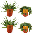 Zimmerpflanzen-Set – 2× Aloe Spider & 2× Sedum Tornado – Sukkulenten – Ø10.5cm – ↕10cm – Pflegeleichtes 4er-Set für helle Innenräume & Fensterbänke – Plant