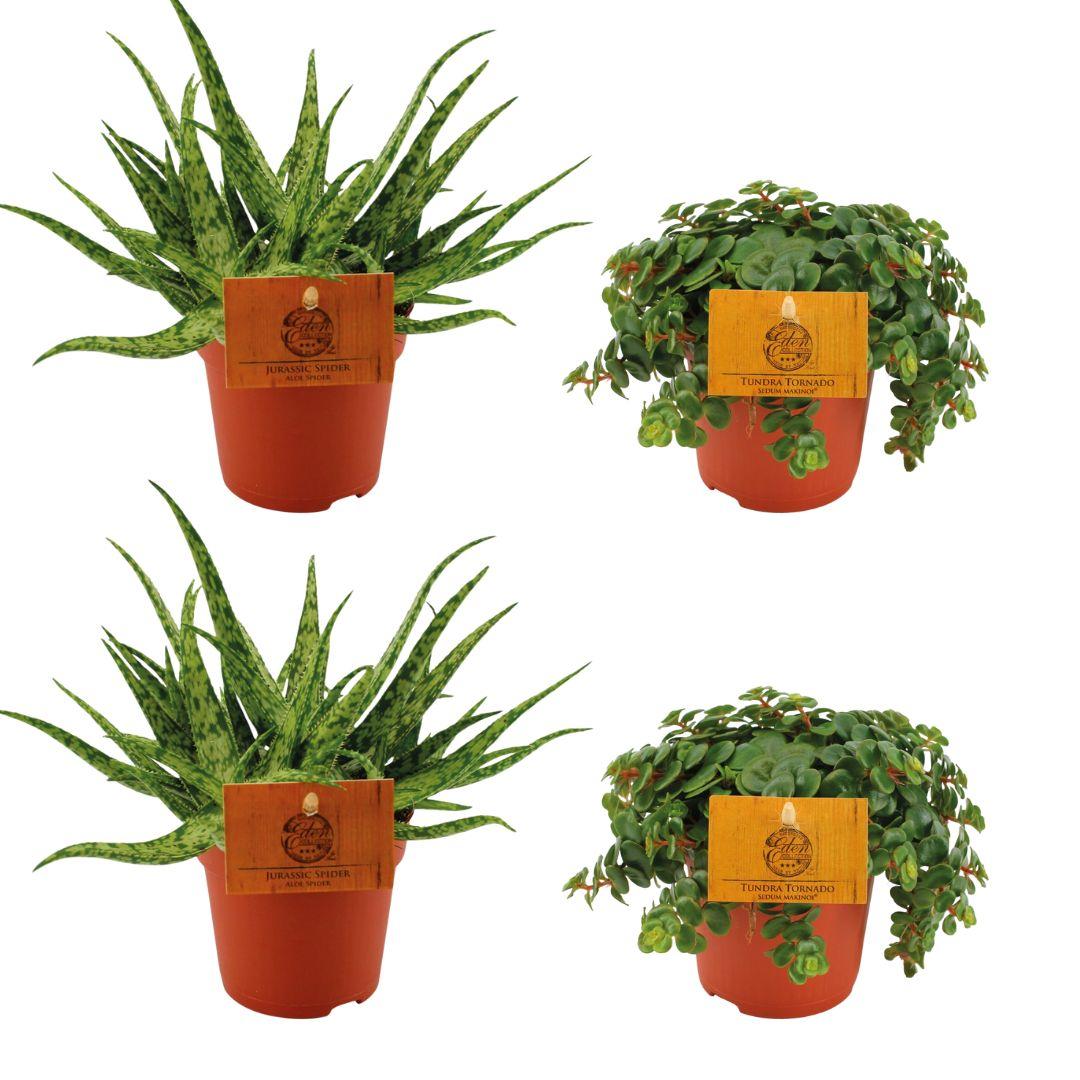 Zimmerpflanzen-Set – 2× Aloe Spider & 2× Sedum Tornado – Sukkulenten – Ø10.5cm – ↕10cm – Pflegeleichtes 4er-Set für helle Innenräume & Fensterbänke – Plant