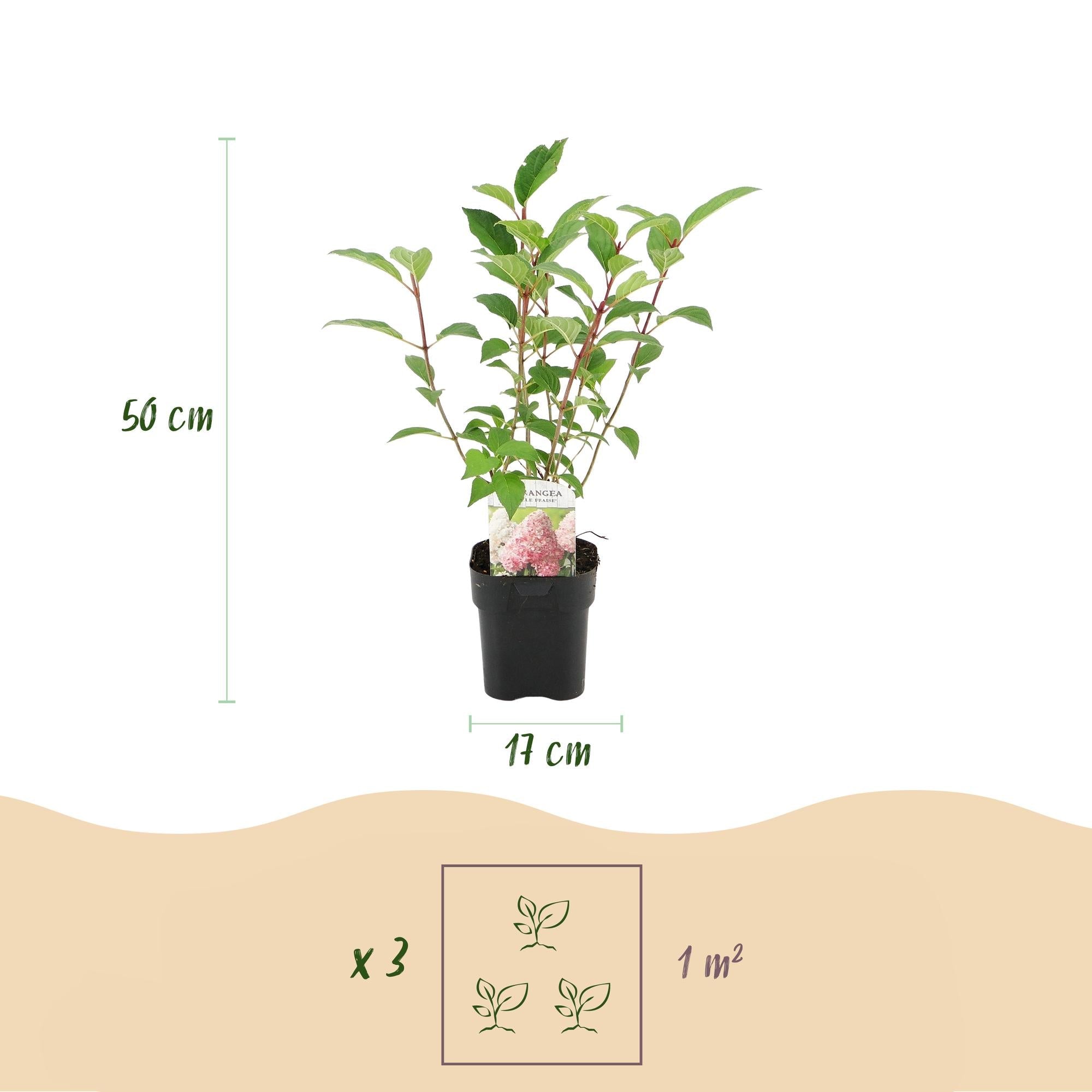 Rispenhortensie – Hydrangea panniculata Vanille Fraise – Blüte Weiß – Rosa – Laubabwerfend – Große Blüten – 17cm – Höhe ca. 50cm – Plant