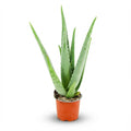 Aloe Vera Zimmerpflanze Ø10,5cm Höhe35-40cm – Pflegeleichte Sukkulente mit fleischigen Blättern – Sonnenliebende Pflanze für Wohnraum & Büro – Plant