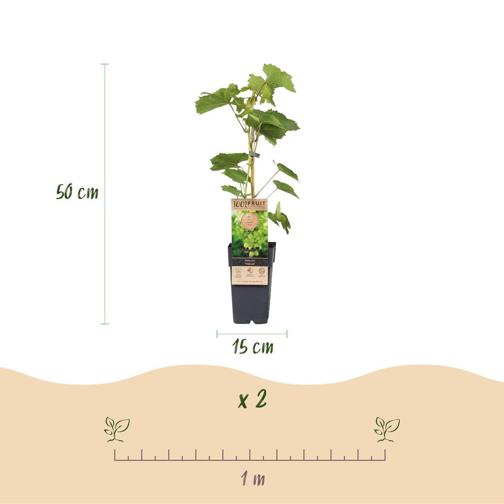 Weinrebe – Weiße Traube – Vitis vinifera Himrod – Obstpflanze – Kernlos – 2 Pflanzen – 15cm – Höhe ca. 50cm – Plant