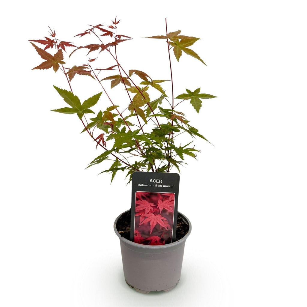 Ahorn Acer palmatum Beni – maiko – 12cm Höhe ca.35cm – Rotes Laub im Frühling & Zierschimmer – Laubabwerfend & pflegeleicht – Plant