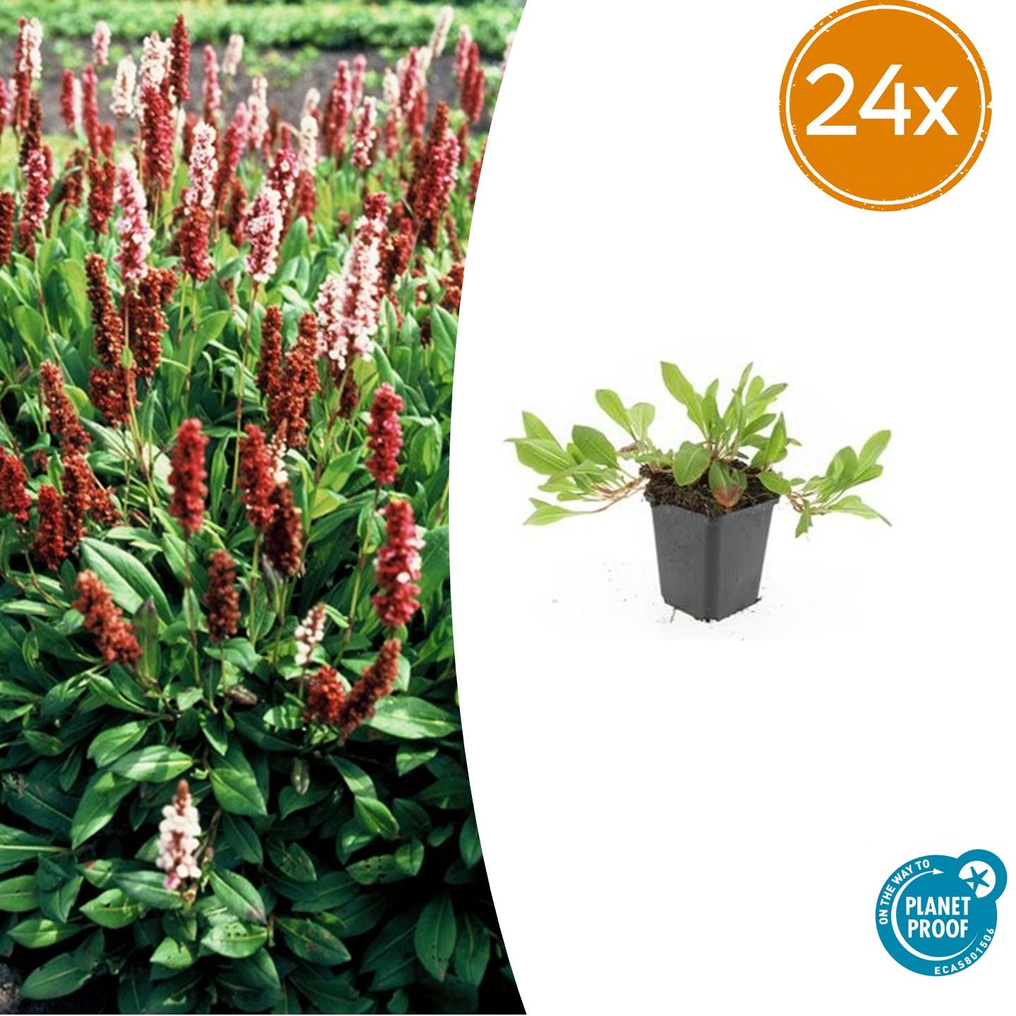 Schneckenknöterich Persicaria aff. 'Darjeeling Red' – ↕10-25cm – Ø9cm – Rotes Laub – Sonne & Halbschatten – Pflegeleichte Staude – Plant