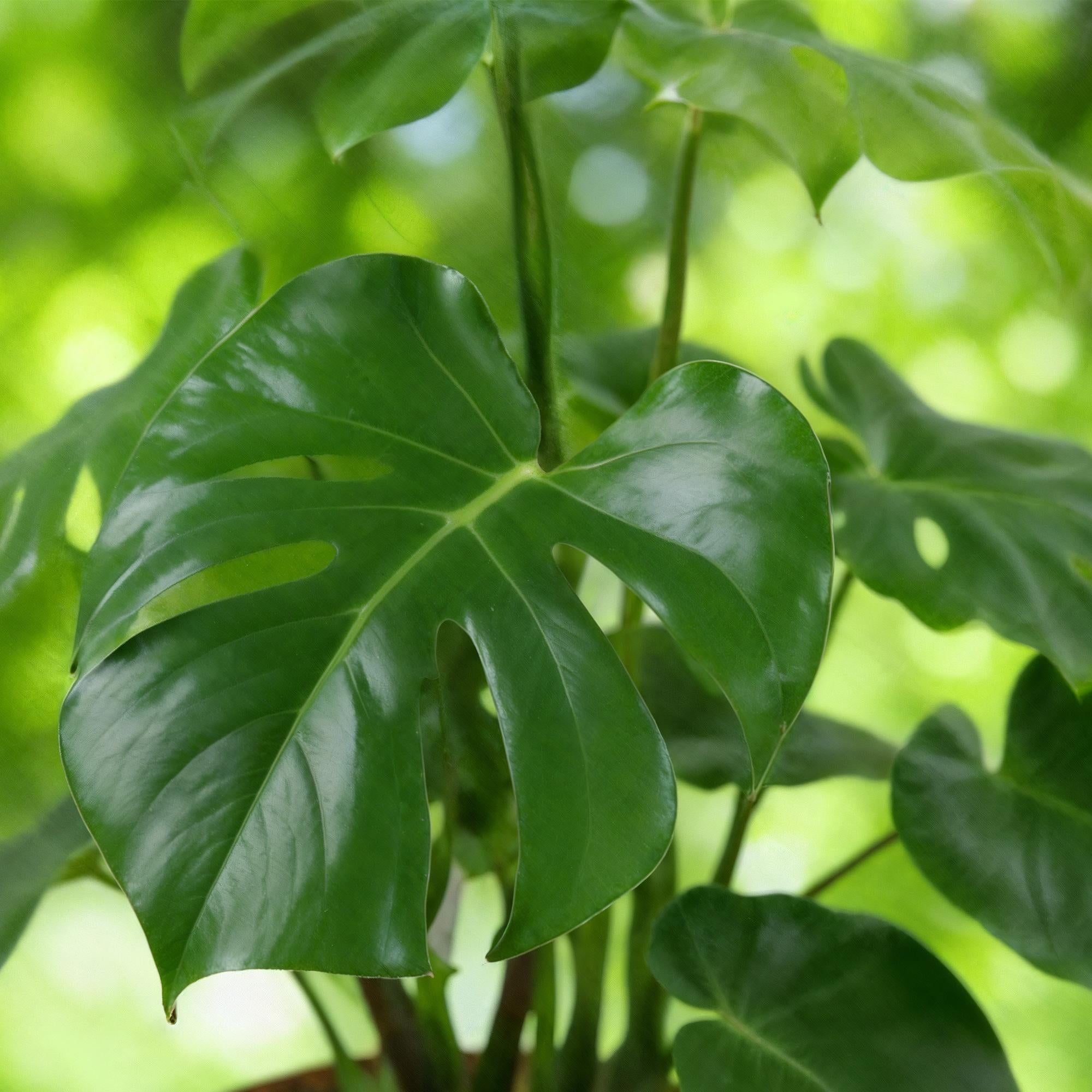 Monstera Deliciosa – 70-80cm – 21cm inkl. Naturkorb – Pflegeleichtes Fensterblatt – Plant