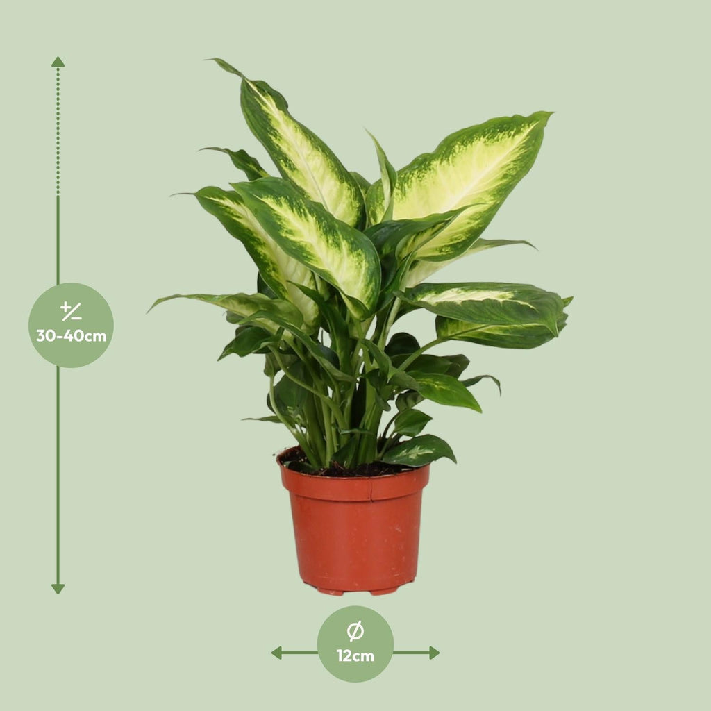 Dieffenbachie Camilla – Zimmerpflanze – Ø12cm – ↕35cm – Pflegeleichte Blattpflanze mit gemustertem Laub – Für Halbschatten geeignet – Plant