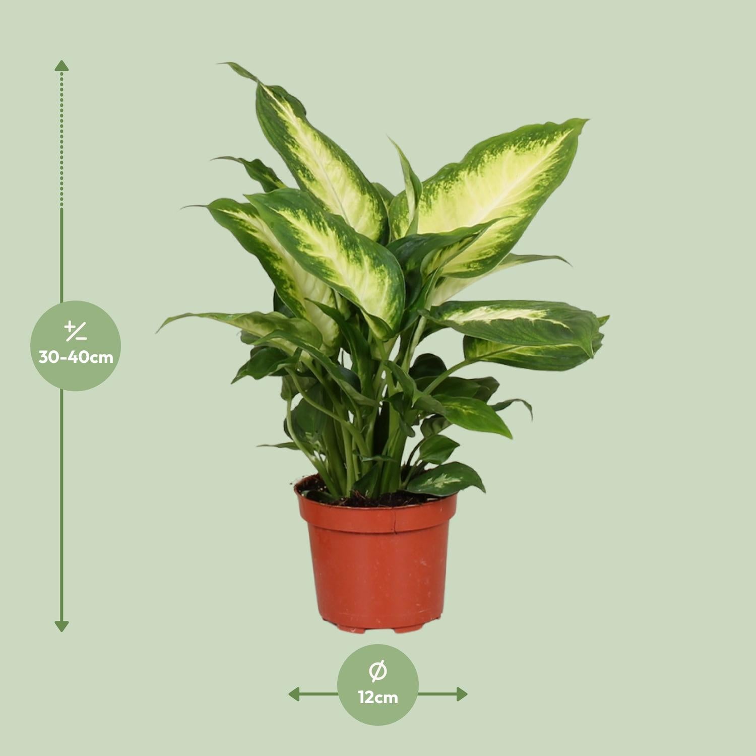 Dieffenbachie Camilla – Zimmerpflanze – Ø12cm – ↕35cm – Pflegeleichte Blattpflanze mit gemustertem Laub – Für Halbschatten geeignet – Plant