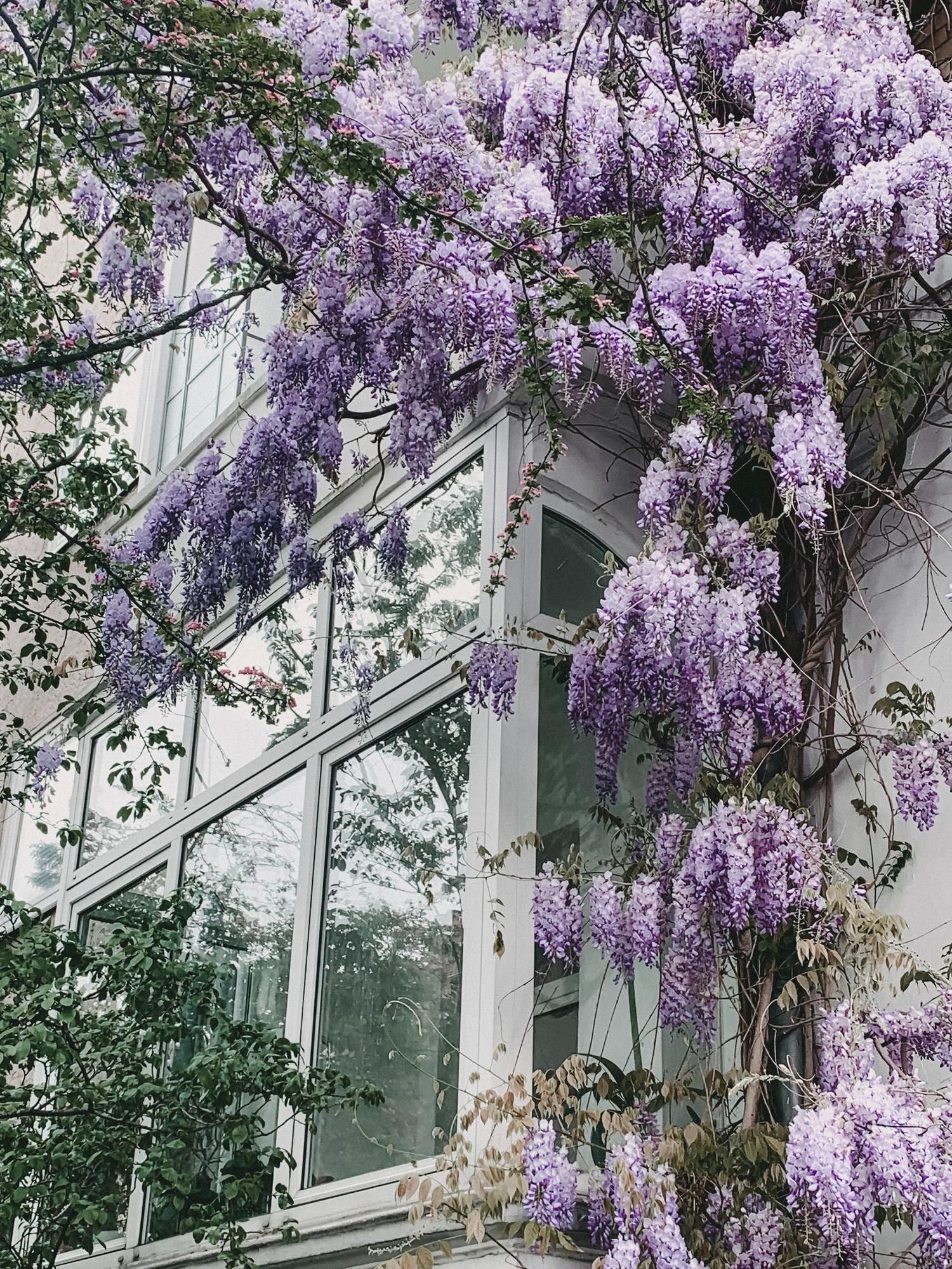 Blauregen – Wisteria floribunda 'Naga Noda' – Purpurner Regen – Ø15cm ↕65cm – Plant