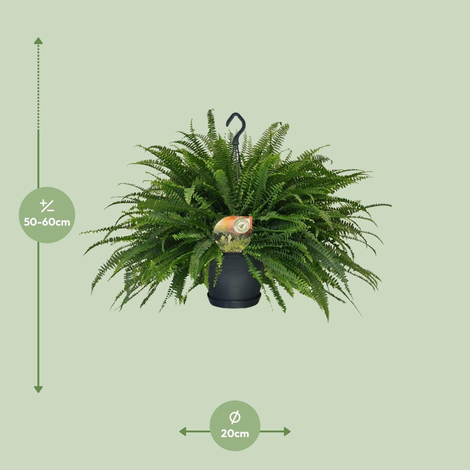 Schwertfarn – Nephrolepis Green Lady – Zimmerpflanze – Ø20cm – ↕60cm – Boston – Farn – Pflegeleicht – Luftreinigend – Plant