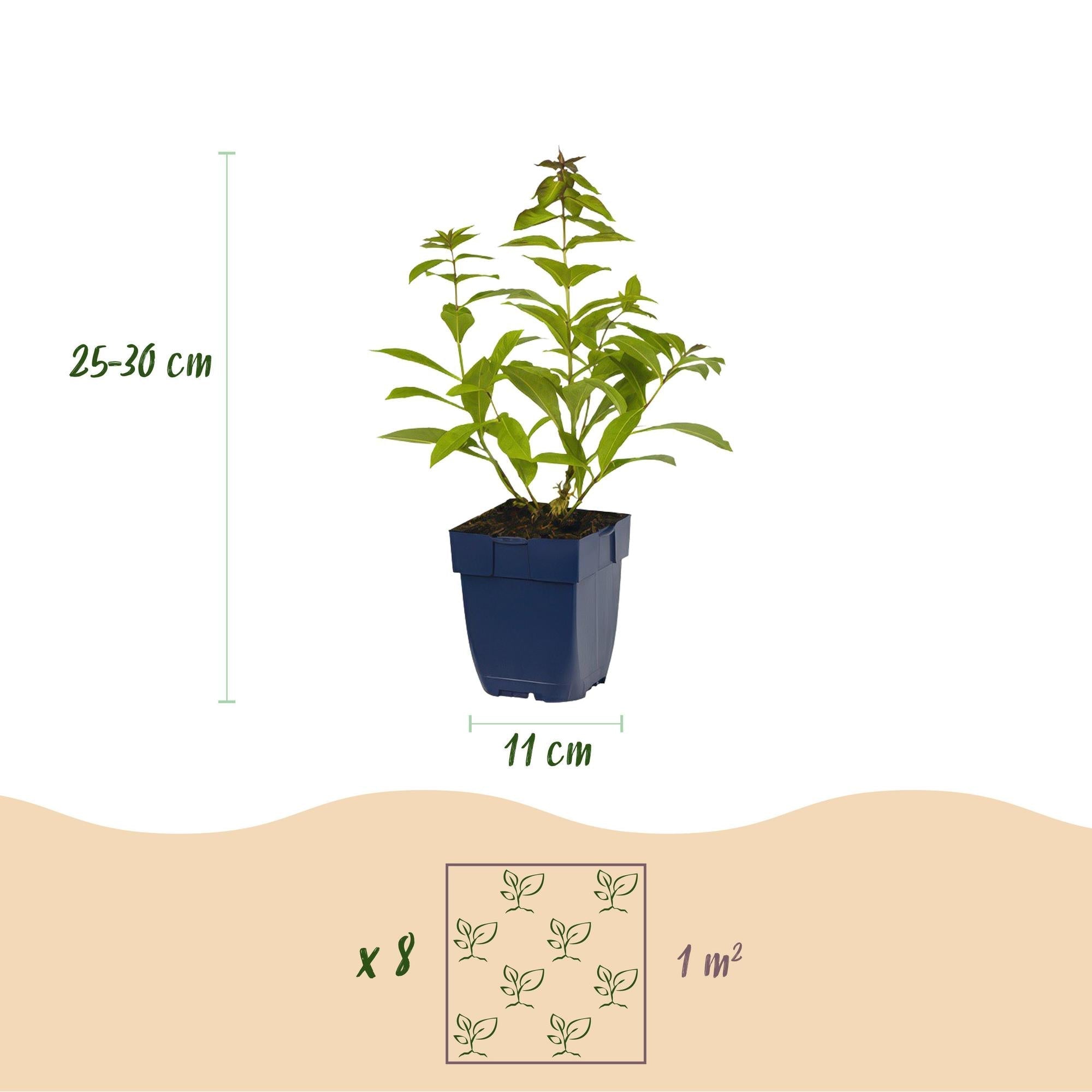 Staudenset – Duftend – 6 verschiedene Duftstauden – Für 1 m² Beet – Bienenfreundlich – Pflegeleicht – Blüten in verschiedenen Farben – Ø11cm – Plant