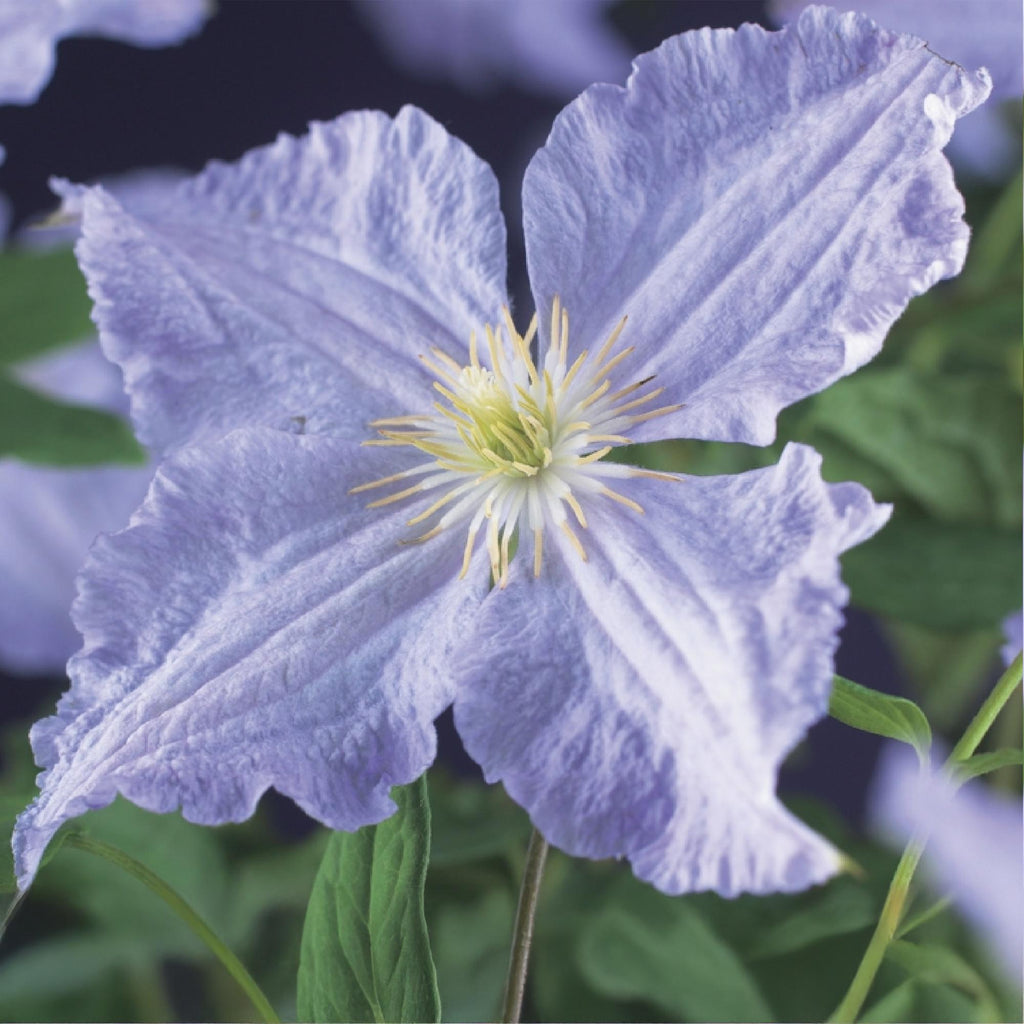 Clematis 'Blue Angel' – 2er Set – Kletterpflanze mit hellblauen Blüten – Ø11cm – Höhe ca. 40cm – Pflegeleicht – Blüht Frühling bis Sommer – Plant