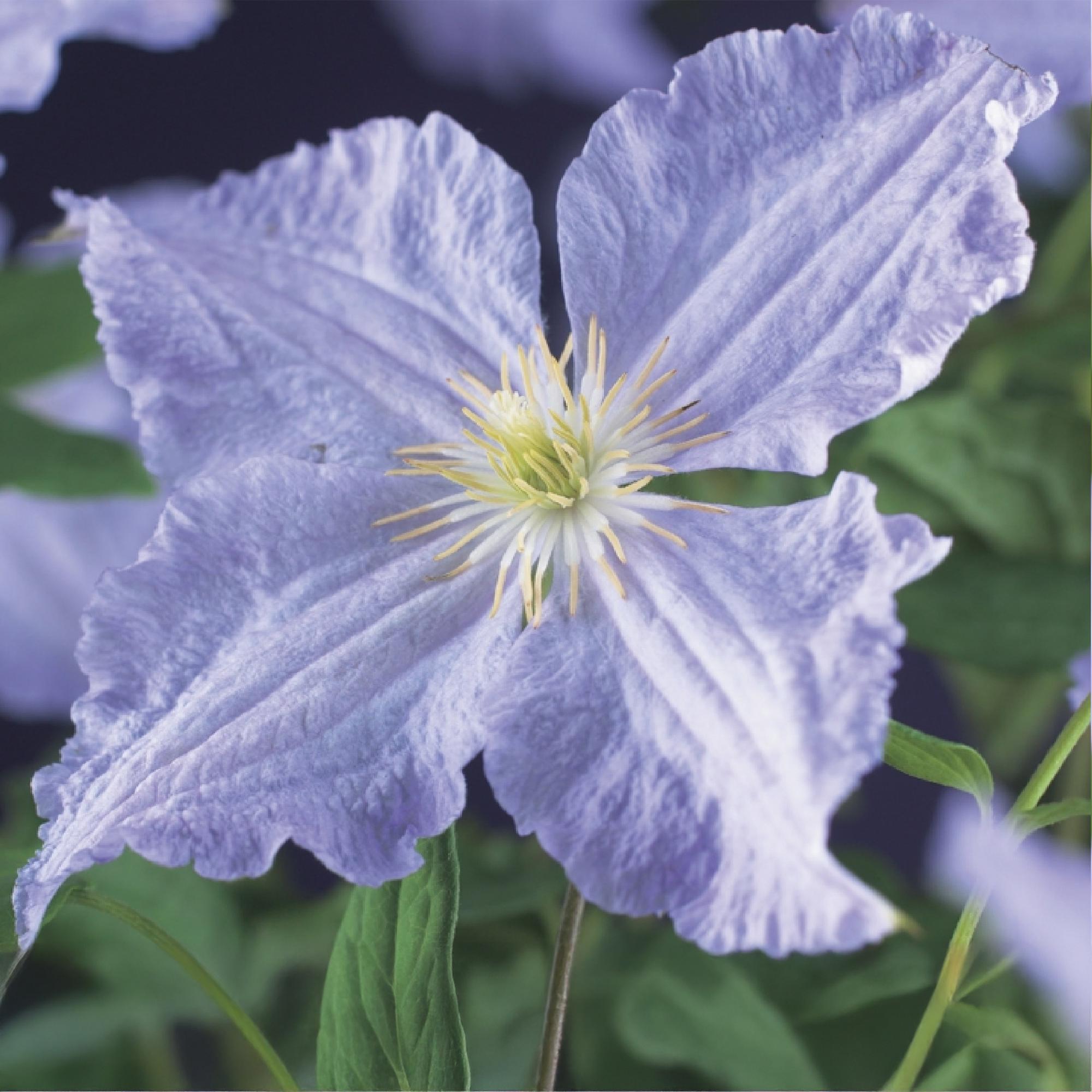 Clematis 'Blue Angel' – 2er Set – Kletterpflanze mit hellblauen Blüten – Ø11cm – Höhe ca. 40cm – Pflegeleicht – Blüht Frühling bis Sommer – Plant