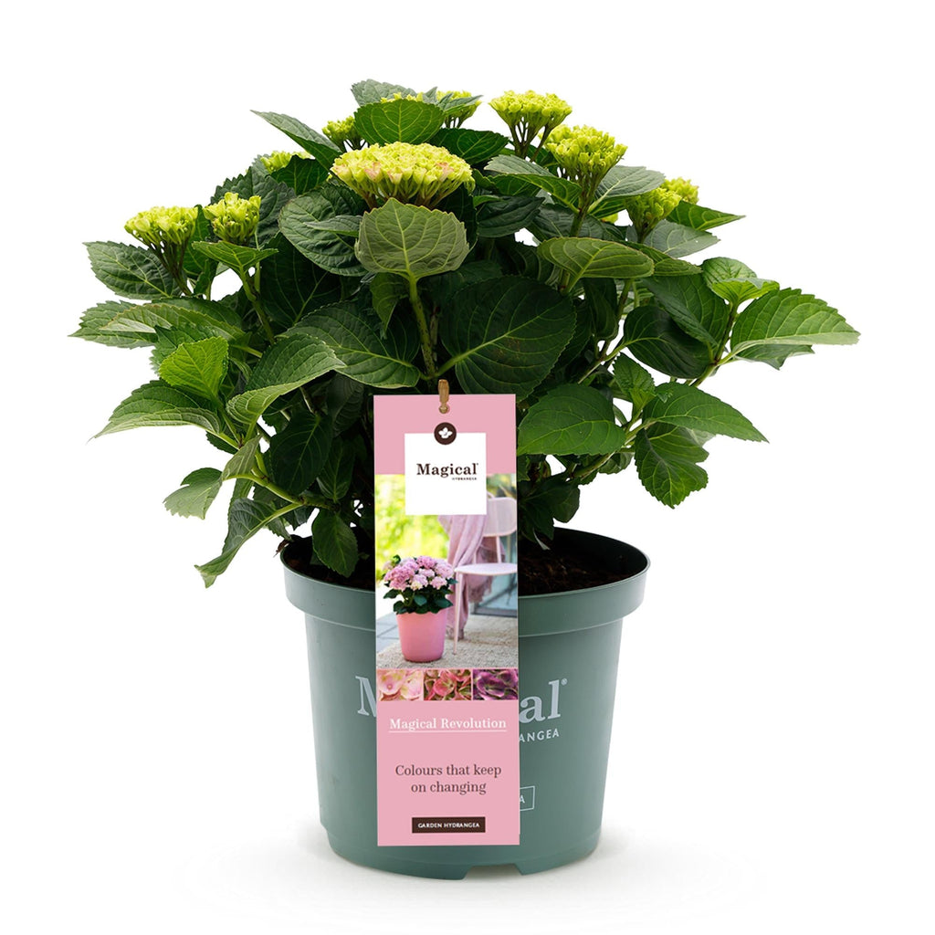 Hortensie Magical Revolution Pink – Rosa – Hydrangea macrophylla – 23cm – Ca. 55cm hoch – 6-10 Blüten – Für Balkon, Terrasse & Beet – Plant