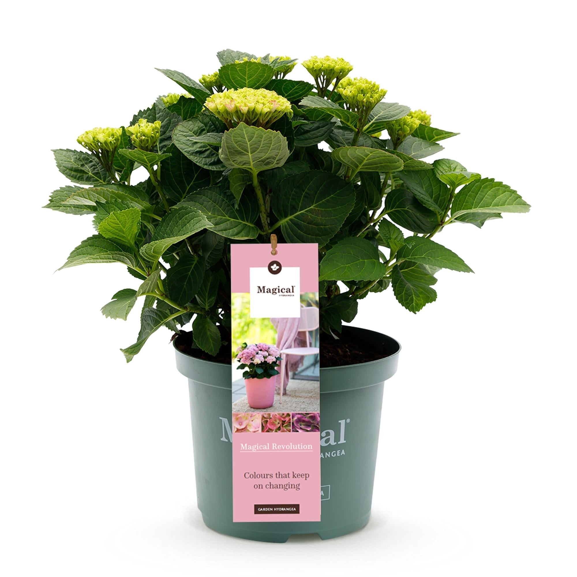 Hortensie Magical Revolution Pink – Rosa – Hydrangea macrophylla – 23cm – Ca. 55cm hoch – 6-10 Blüten – Für Balkon, Terrasse & Beet – Plant