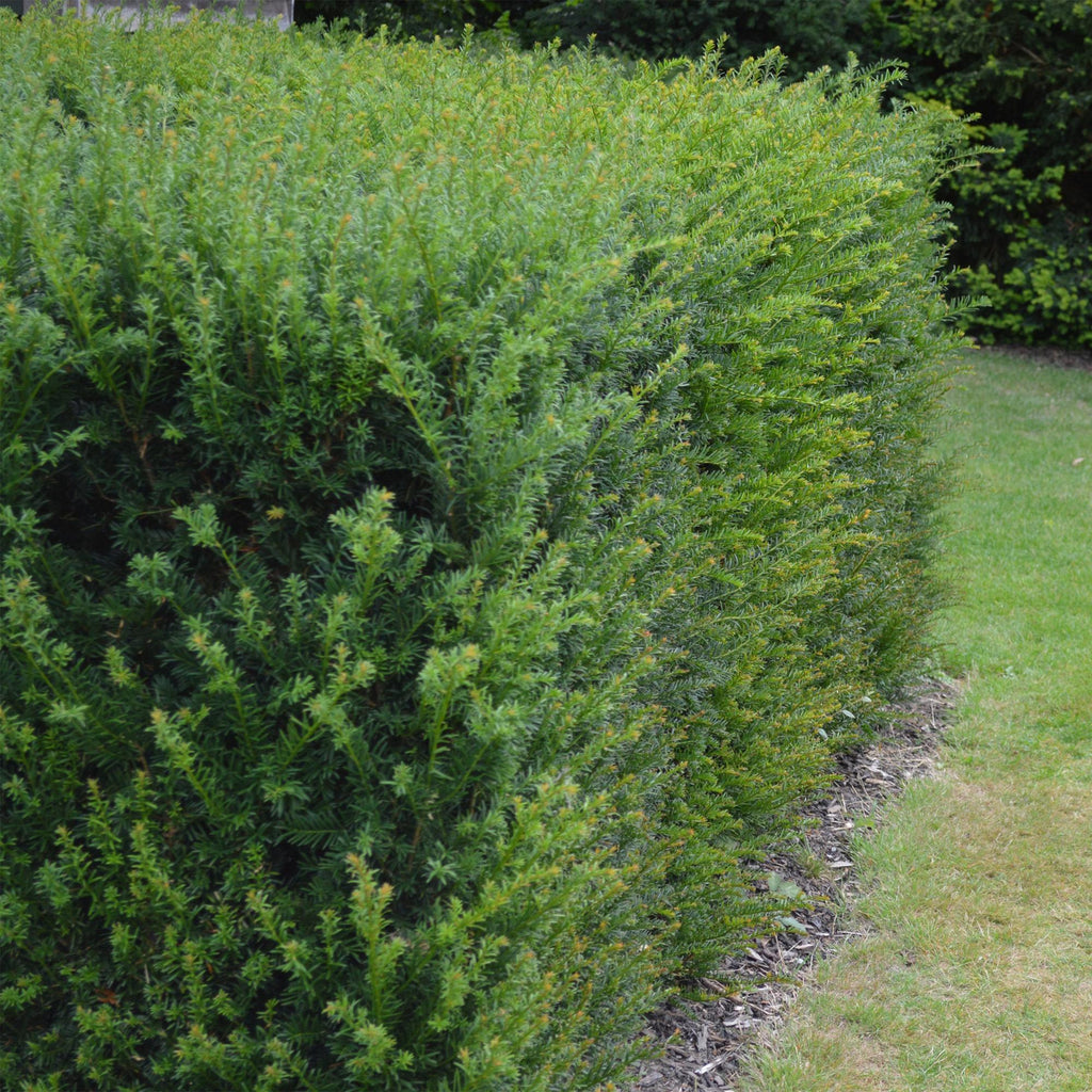 Europäische Eibe Taxus baccata – Immergrün – Heckenpflanze – 6 Pflanzen – 17cm x H60cm – pflegeleicht – Plant