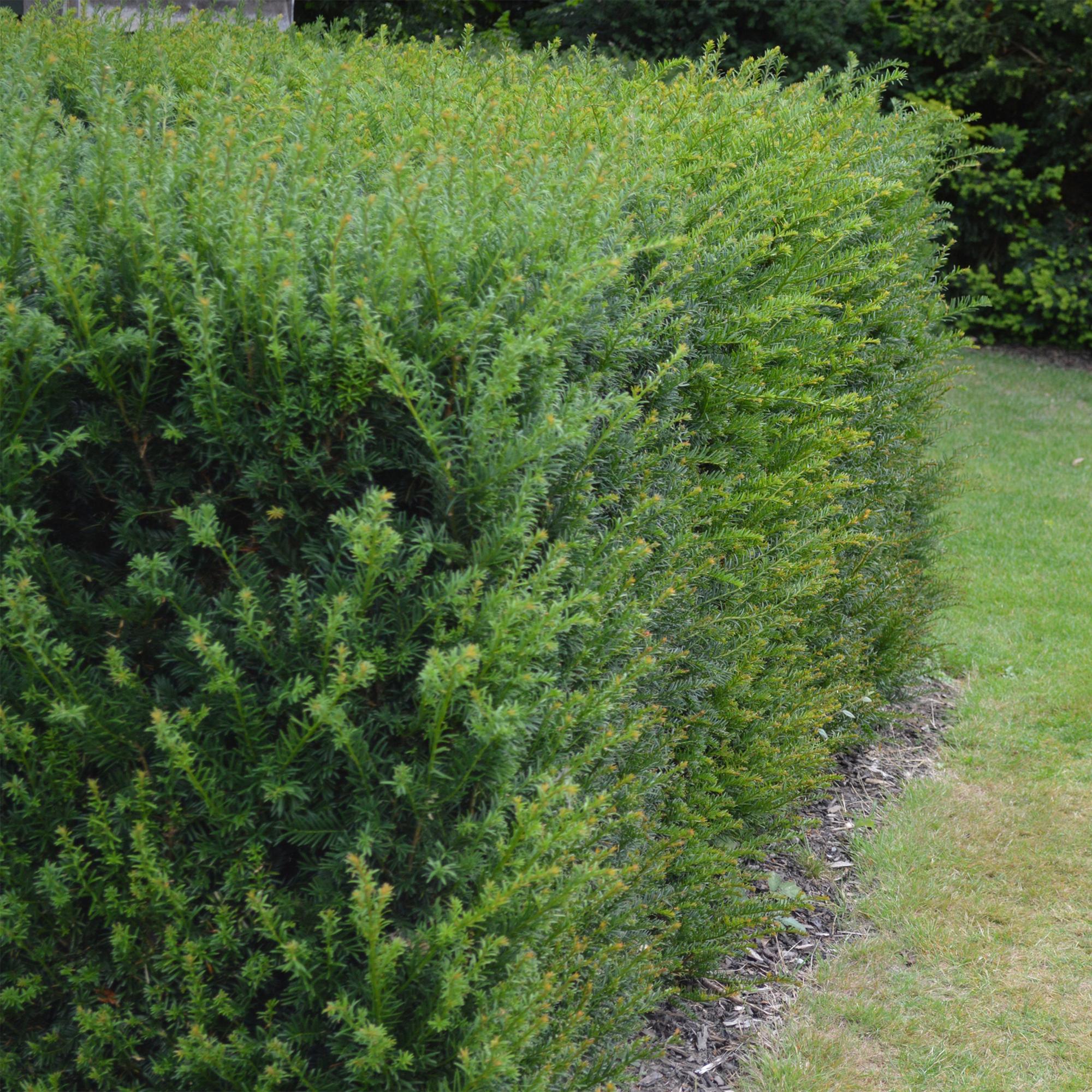 Europäische Eibe Taxus baccata – Immergrün – Heckenpflanze – 6 Pflanzen – 17cm x H60cm – pflegeleicht – Plant