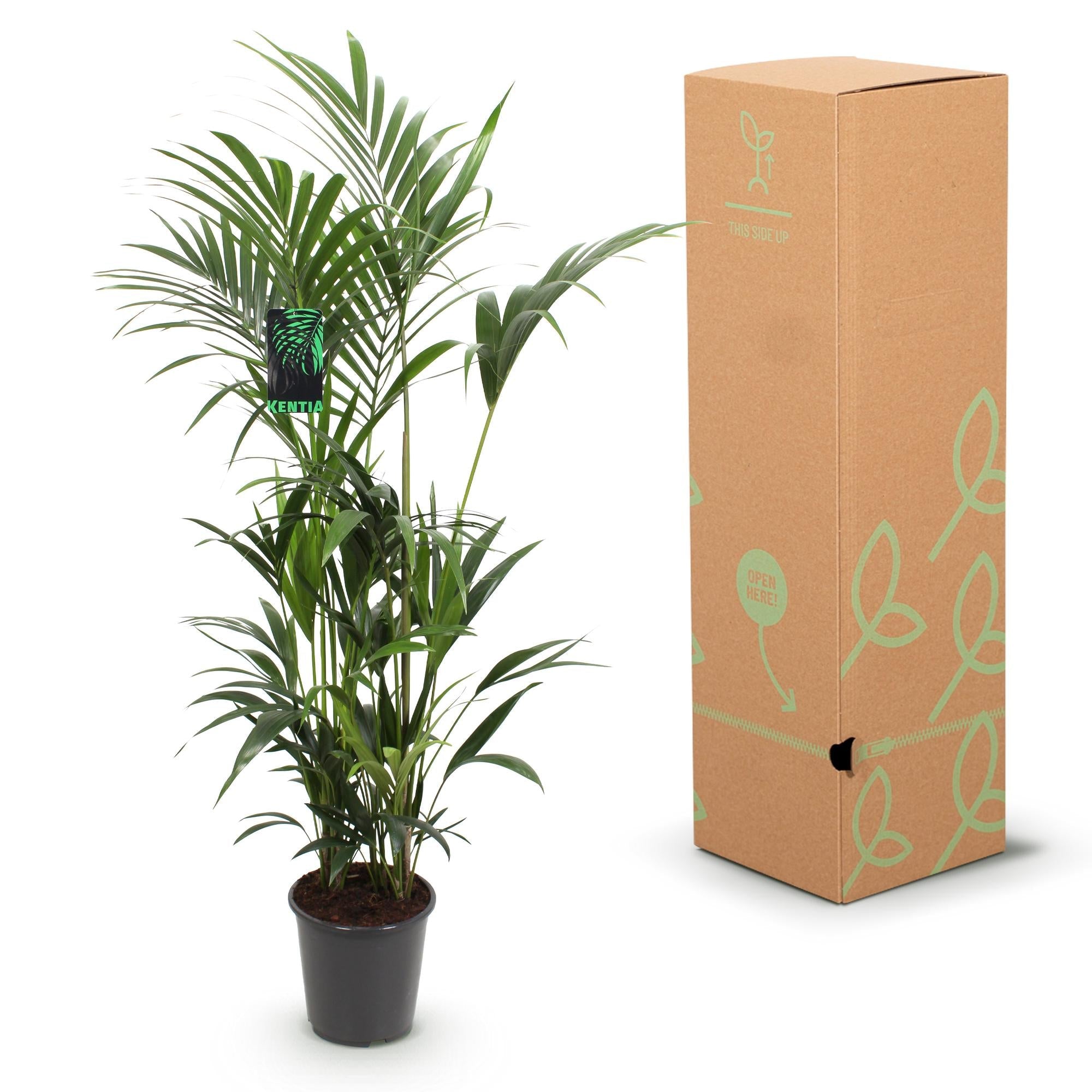 Howea Forsteriana – Kentia – Palme – 160-170cm – 27cm – Pflegeleichte, elegante Zimmerpalme mit fiederartigen Wedeln – Tropisches Highlight für Wohn – Plant
