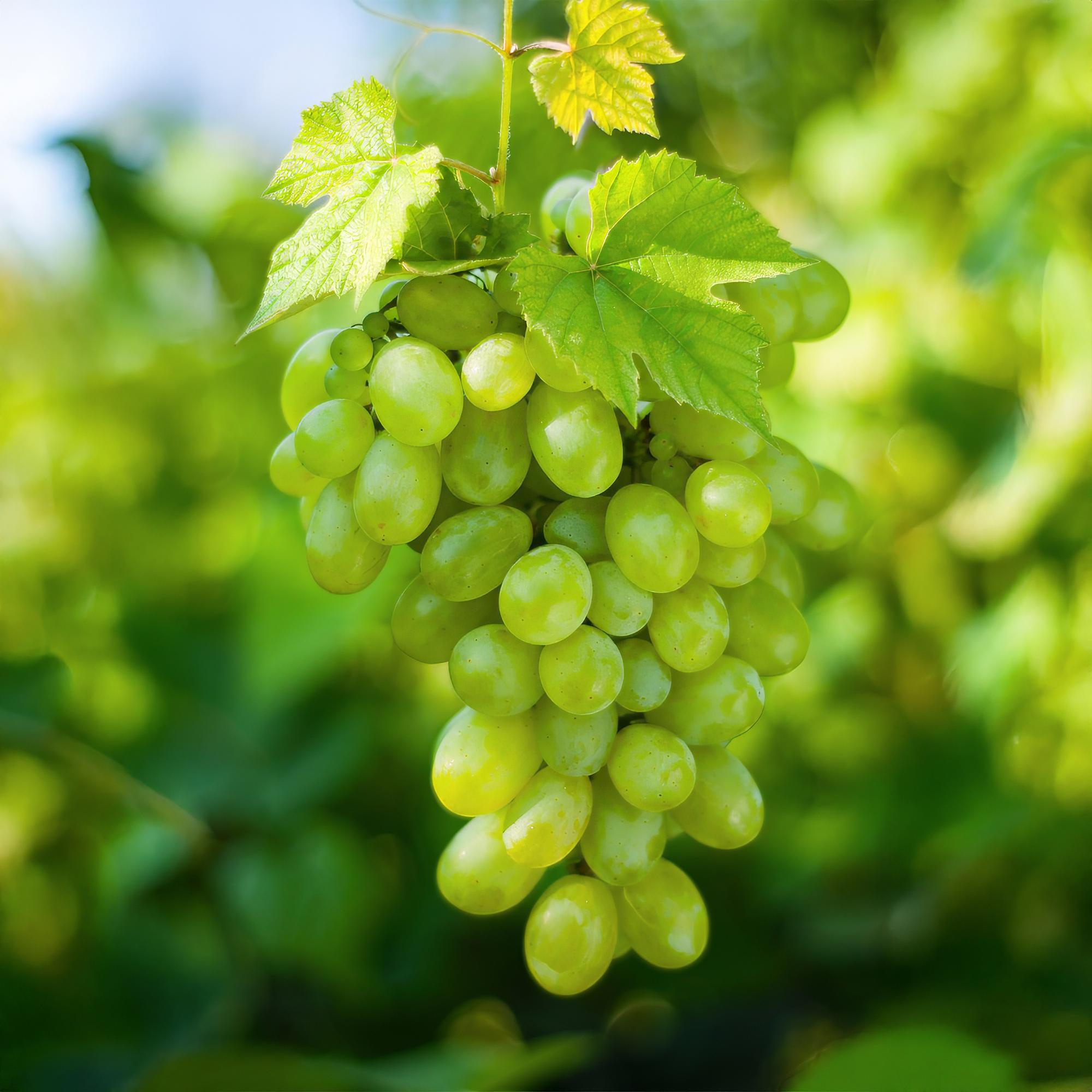 Weinrebe – Weiße Traube – Vitis vinifera Himrod – Obstpflanze – Kernlos – 2 Pflanzen – 15cm – Höhe ca. 50cm – Plant