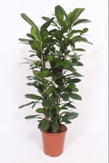 Feigenbaum – Ficus Cyathistipula – Zimmerpflanze – Ø27cm ↕120cm – Herzförmige Blätter – Rote Früchte – Pflegeleicht – Plant