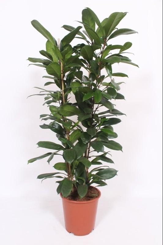 Feigenbaum – Ficus Cyathistipula – Zimmerpflanze – Ø27cm ↕120cm – Herzförmige Blätter – Rote Früchte – Pflegeleicht – Plant