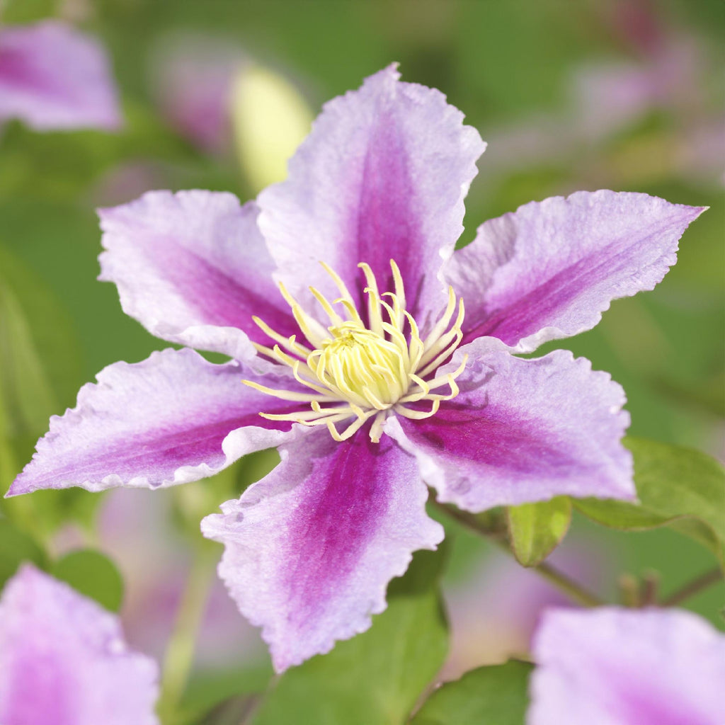 Kletterpflanze – Clematis Piilu – Rosa Blüten – 2 Pflanzen – 11cm – Höhe 40cm – Blüte Mai – September – Pflegeleicht & bienenfreundlich – Plant