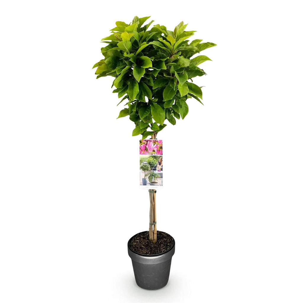 Magnolie Magnolia Susan – 19cm Höhe ca.90cm – Rosa blühend & duftend – Laubabwerfend & winterhart – Zierbaum für Beet Balkon Terrasse – Plant