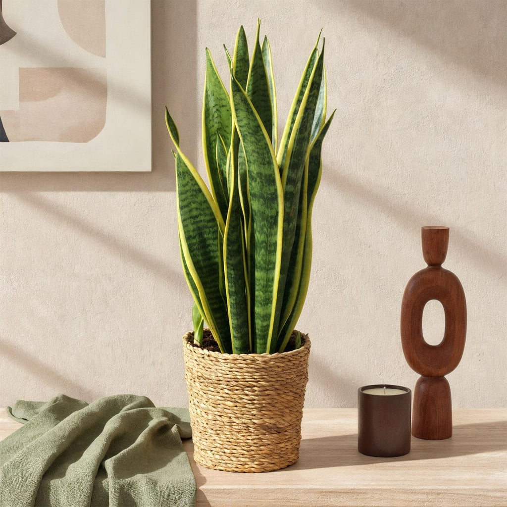 Sansevieria Laurentii – 60-70cm – 17cm – Pflegeleichte Schwiegermutterzunge in Grün – Gelb – Plant