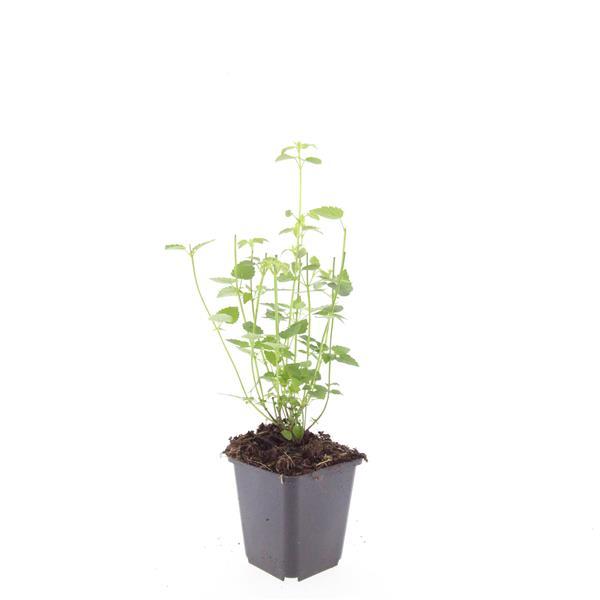 Asiatische Duftnessel Agastache 'Black Adder' – Staude mit dunkelvioletten Blüten – Ø9cm – Blütezeit Sommer bis Herbst – Plant