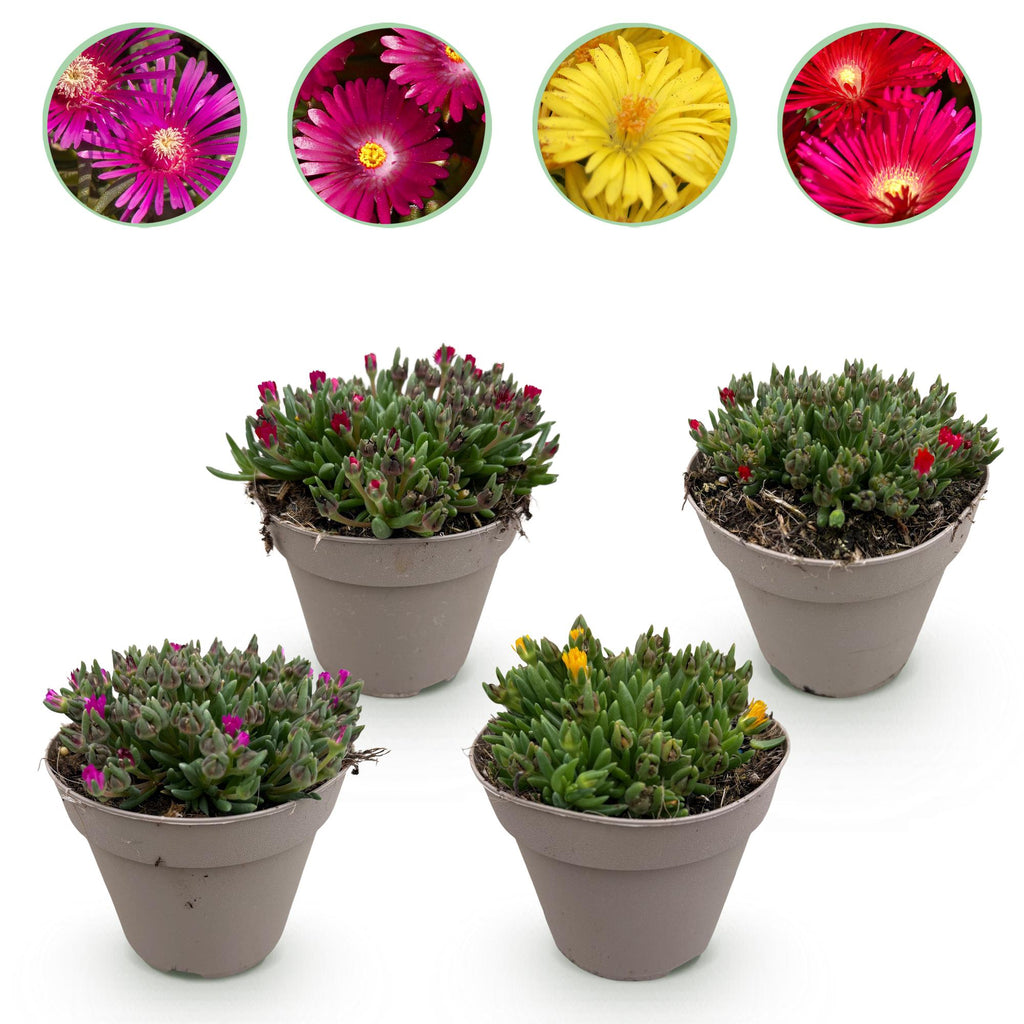 Delosperma Mix – 4 winterharte Bodendeckerpflanzen – Farben Rot, Gelb, Lila & Rosa – Pflegeleichte Blühpflanzen 14cm – 17cm Höhe – Für Beet, Balkon & Terrasse – Plant