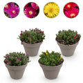 Delosperma Mix – 4 winterharte Bodendeckerpflanzen – Farben Rot, Gelb, Lila & Rosa – Pflegeleichte Blühpflanzen 14cm – 17cm Höhe – Für Beet, Balkon & Terrasse – Plant
