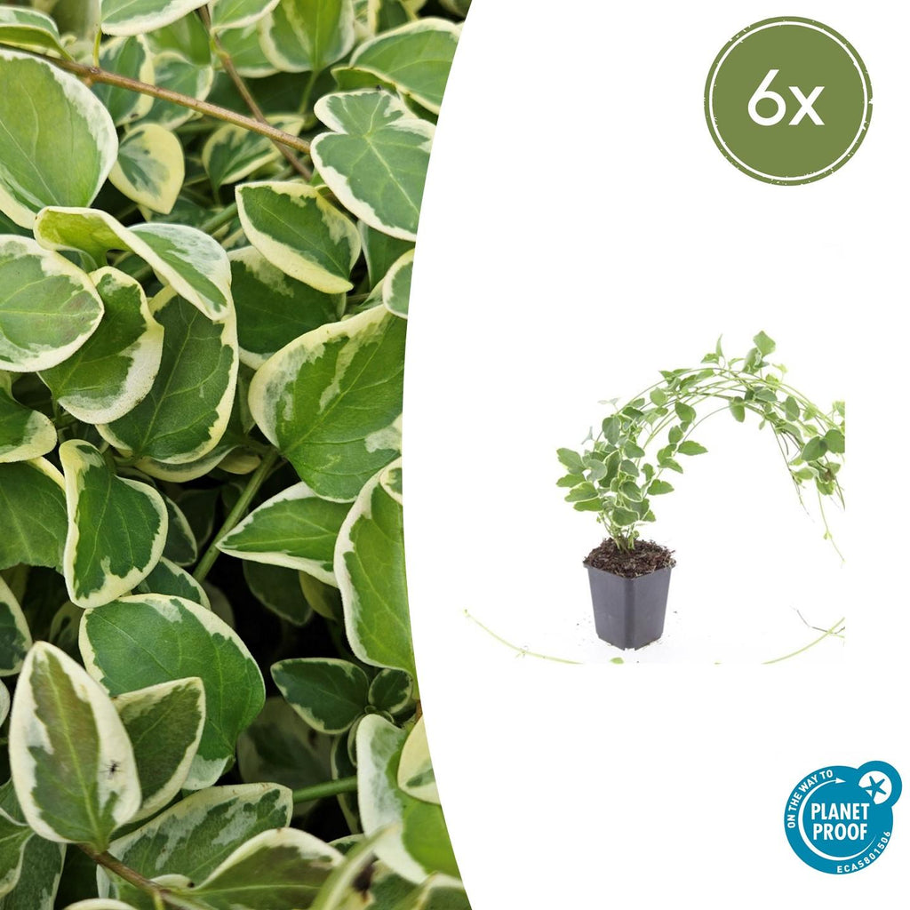 Kleines Immergrün Vinca major 'Variegata' – ↕10-25cm – Ø9cm – Bodendecker – Wintergrün – Schattentauglich – Unterpflanzung – Plant