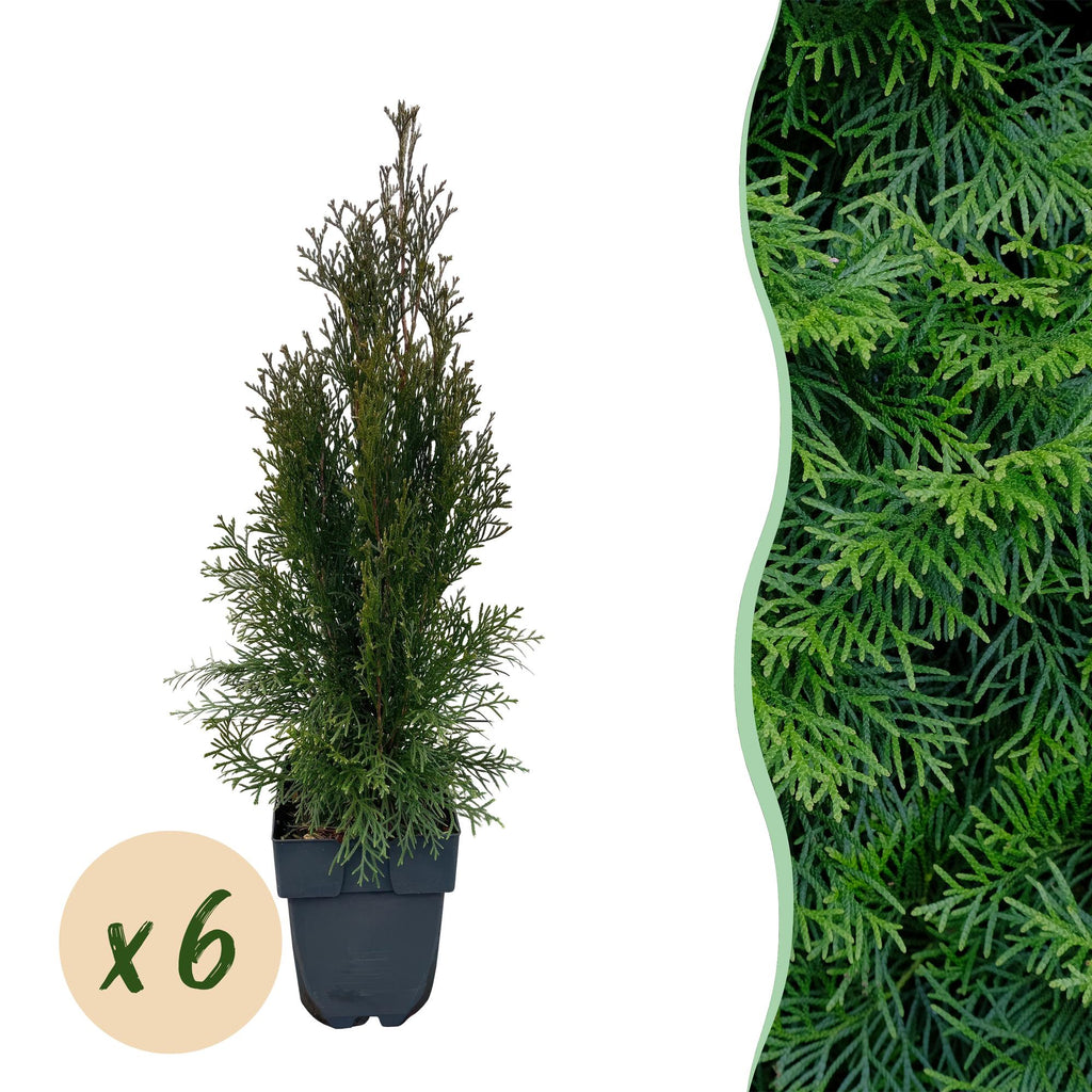 Lebensbaum Thuja occidentalis Smaragd – Immergrüne Heckenpflanze – 6 Pflanzen – 17cm x H60cm – Dichte, grüne Hecke – Plant