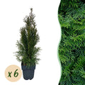 Lebensbaum Thuja occidentalis Smaragd – Immergrüne Heckenpflanze – 6 Pflanzen – 17cm x H60cm – Dichte, grüne Hecke – Plant