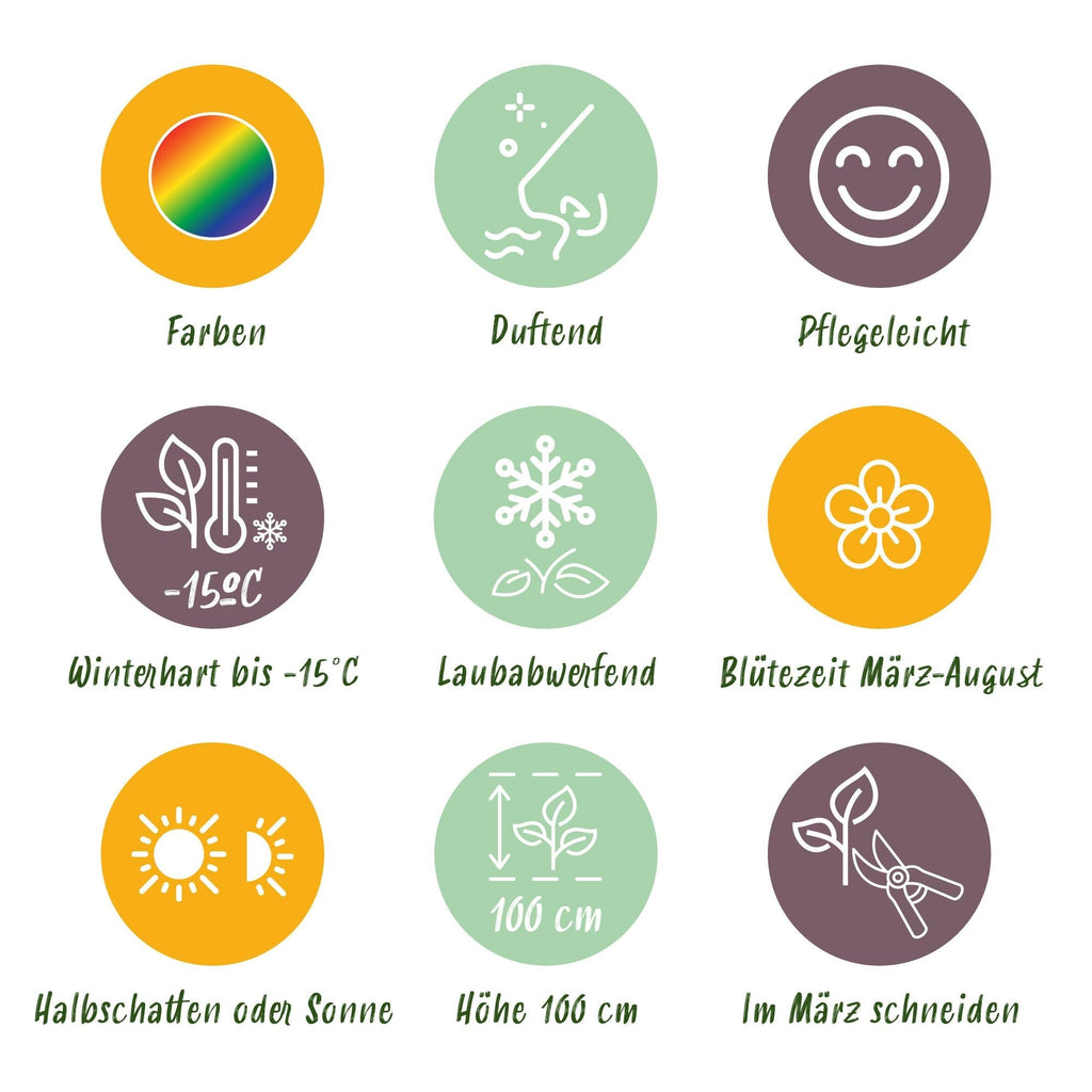 Staudenset – Duftende Blumen – 24 Stauden Ø11cm – Für ca. 3m² – Bienenfreundlich & pflegeleicht – Verschiedene Farben & Blütezeiten – Plant