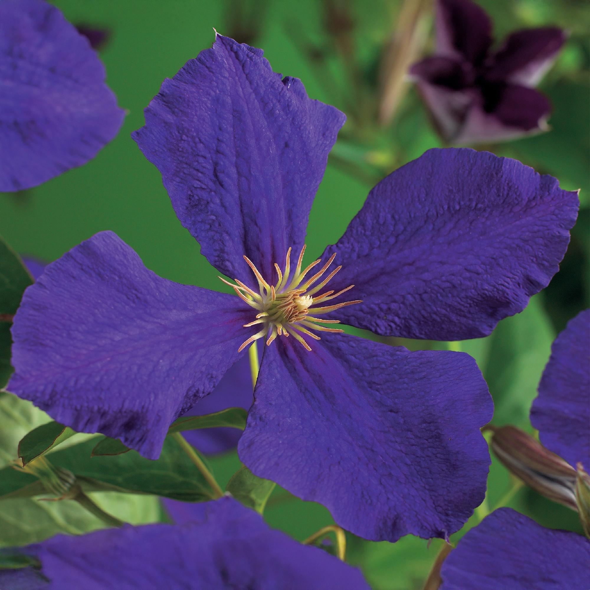 Kletterpflanze Clematis Jackmanii – Tiefviolette Blüten – Wenig Pflege – 2 Pflanzen – 11cm Höhe 40cm – Für Garten, Balkon & Pergolen – Plant