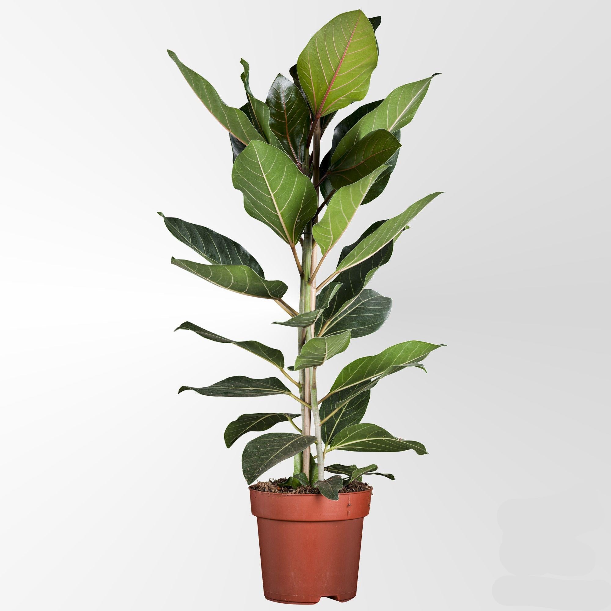 Ficus Benghalensis Joy Banyanbaum – Zimmerpflanze Ø21cm Höhe 90cm – Elegant pflegeleicht & moderne Botanik – Plant