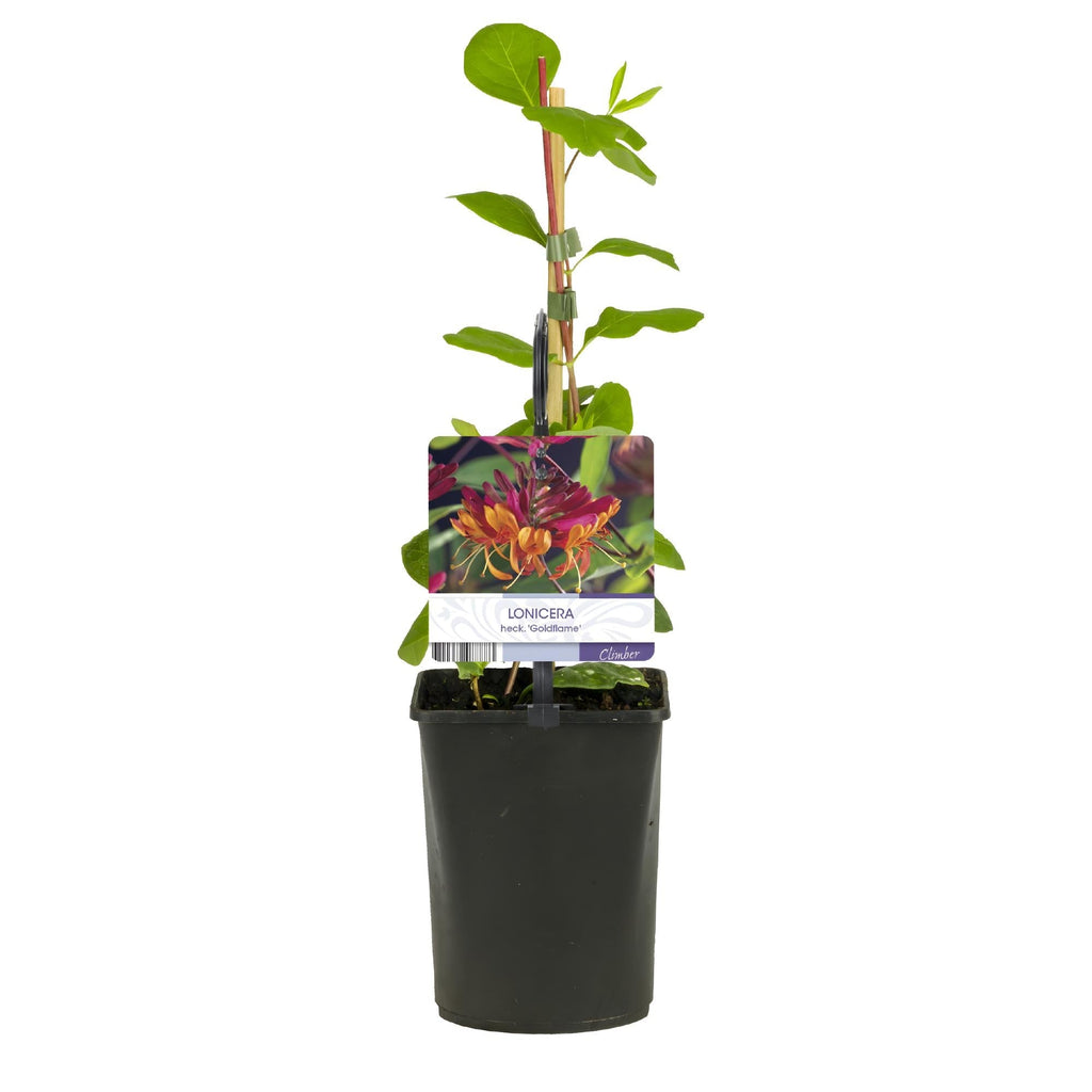 Geißblatt Lonicera heckrottii Goldflame – 2 Pflanzen 11cm – ca. 40cm hoch – Duftende Kletterpflanze mit rosa – gelben Blüten – Für Zaun & Pergola – Plant