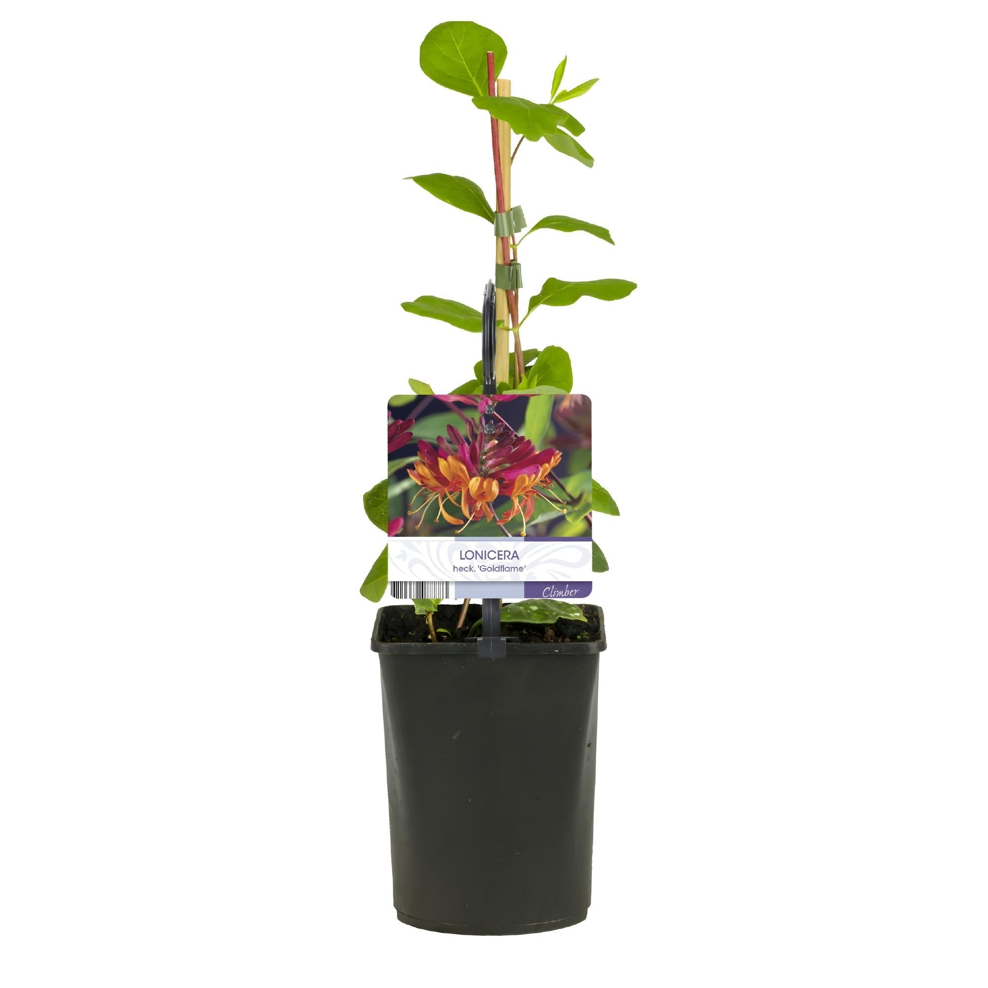 Geißblatt Lonicera heckrottii Goldflame – 2 Pflanzen 11cm – ca. 40cm hoch – Duftende Kletterpflanze mit rosa – gelben Blüten – Für Zaun & Pergola – Plant