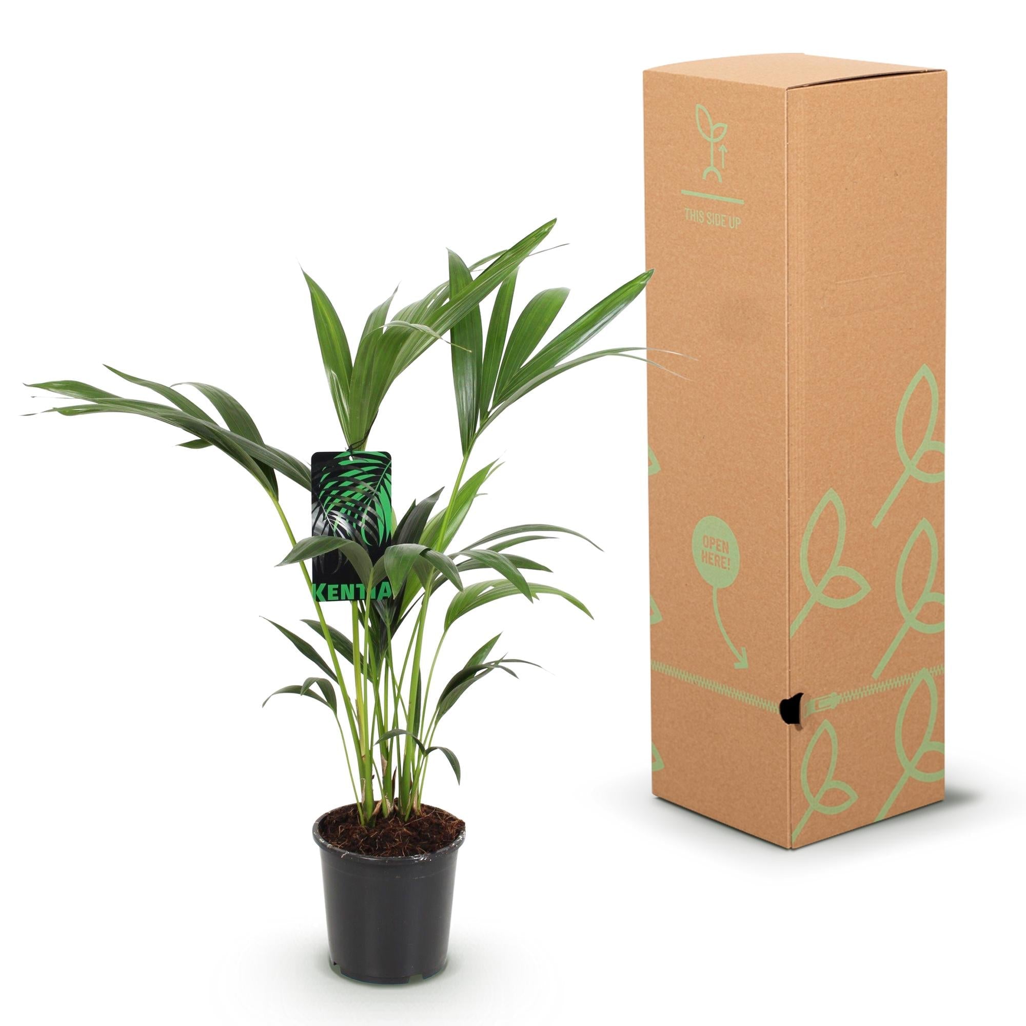 Howea Forsteriana – Kentia – Palme – 2 Pflanzen – 70-75cm – 17cm – Pflegeleichte Zimmerpalmen mit eleganten Wedeln