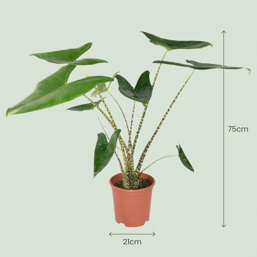 Alocasia Zebrina Elefantenohr – Zimmerpflanze 70-75cm – 21cm mit Seegraskorb – Tropische Grünpflanze – Dekorative Zimmerpflanze für Wohnzimmer & Büro