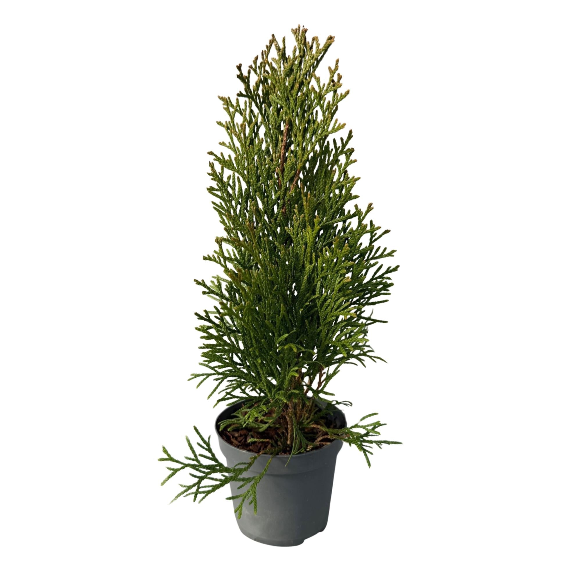 Lebensbaum Thuja occidentalis Smaragd – Immergrüne Heckenpflanze – 8 Pflanzen – 1m – 9cm Höhe 30-35cm – Schnellwachsend & Pflegeleicht – Plant