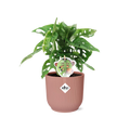 Fensterblatt – Monstera ‘Monkey Leaf’ im Topf Vibes Fold 14cm – Zimmerpflanze im Dekotopf Rose – Pflegeleicht & luftreinigend – Plant