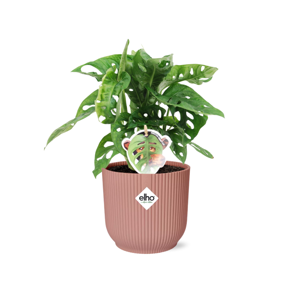 Fensterblatt – Monstera ‘Monkey Leaf’ im Topf Vibes Fold 14cm – Zimmerpflanze im Dekotopf Rose – Pflegeleicht & luftreinigend – Plant