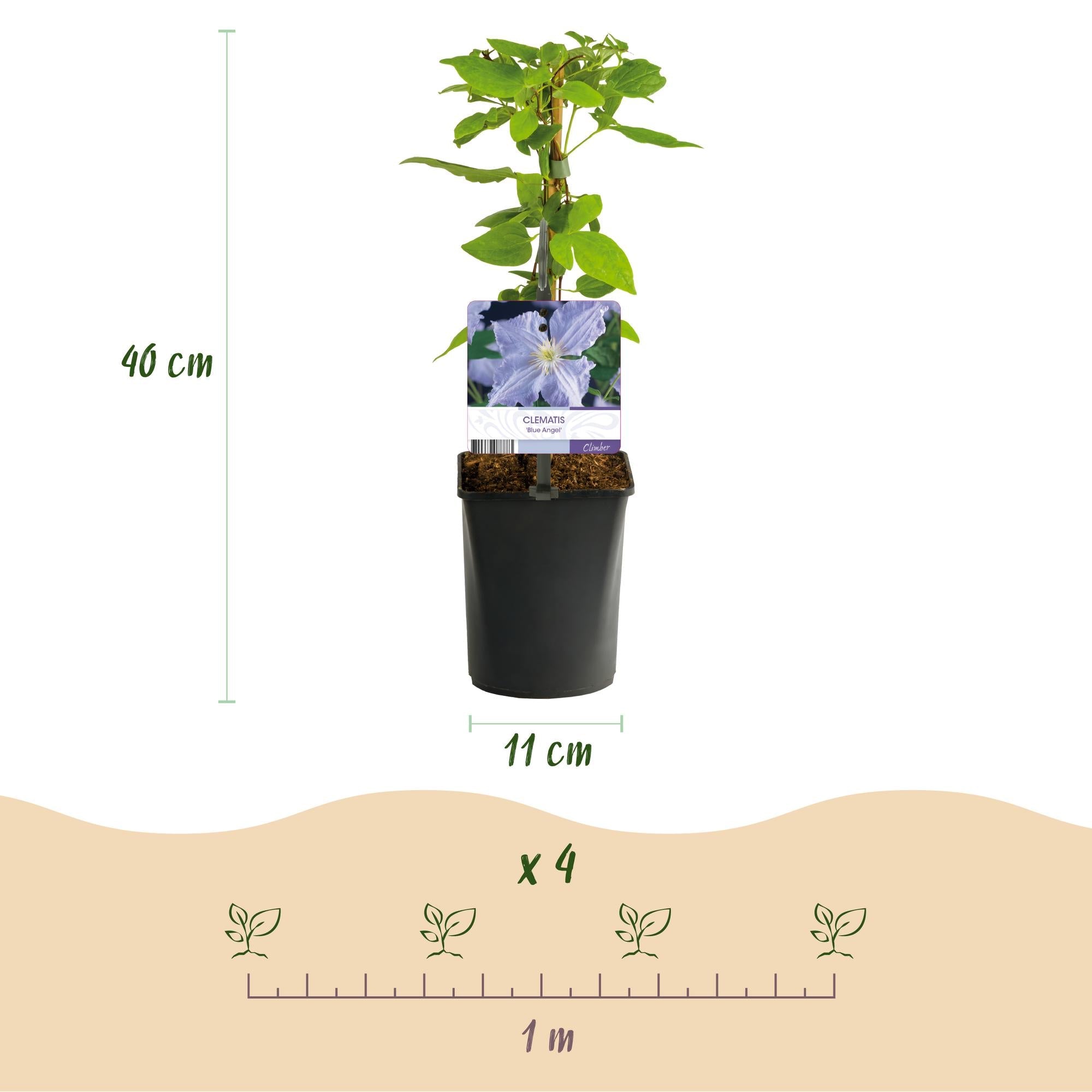 Clematis 'Blue Angel' – 2er Set – Kletterpflanze mit hellblauen Blüten – Ø11cm – Höhe ca. 40cm – Pflegeleicht – Blüht Frühling bis Sommer – Plant