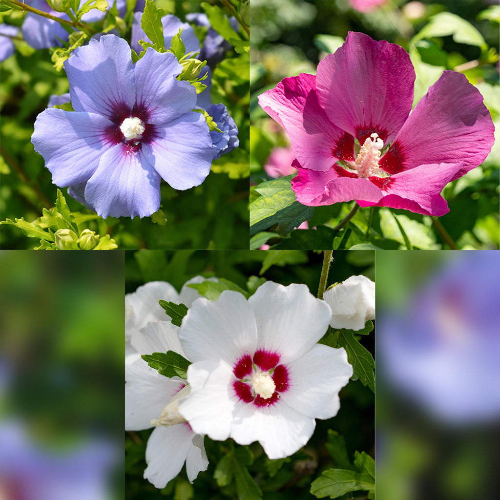 Hibiscus syriacus Tricolour – 3 Pflanzen 17cm – ca. 45cm hoch – Garteneibisch mit rosa, weißen & blauen Blüten – Winterharter Strauch – Plant